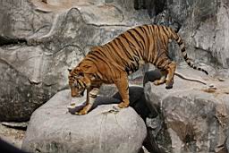 Tiger Zoo Si Racha IMG_1341.JPG